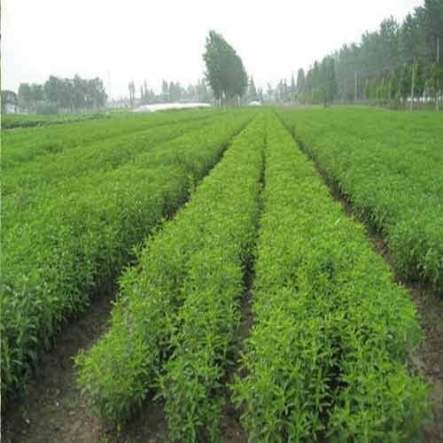 Stevia Cultivation