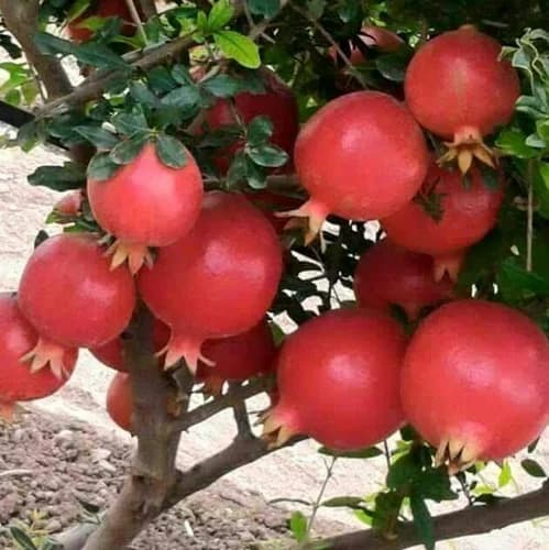 Pomegranate Cultivation