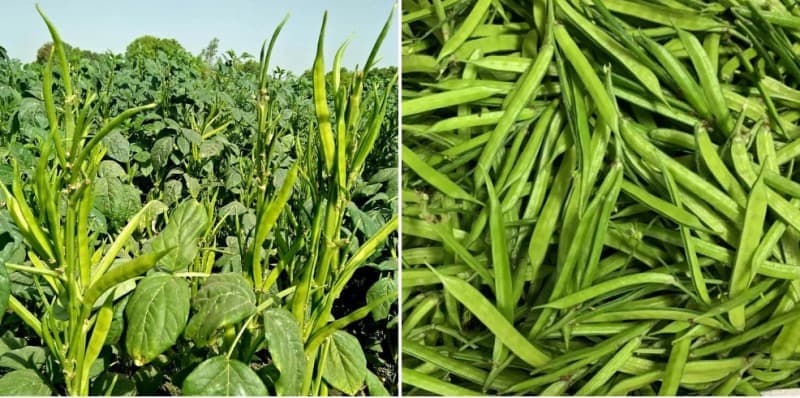 Guar Cultivation