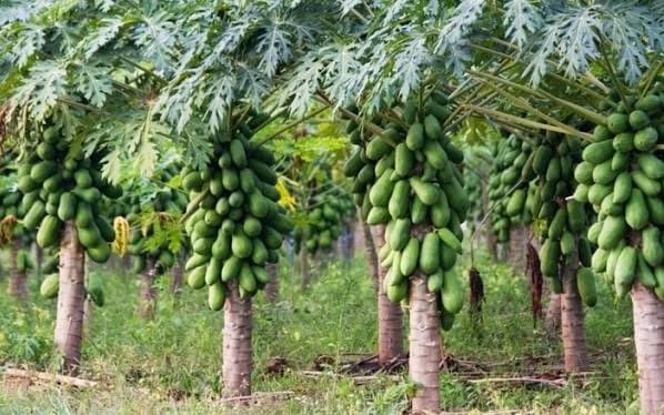 Papaya Cultivation